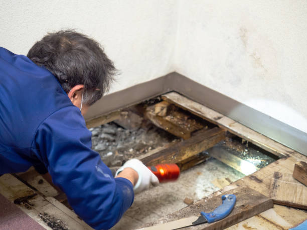 Best Professional Mold Removal  in El Segundo, CA