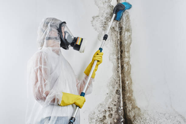 Best Mold Removal and Inspection  in El Segundo, CA