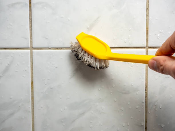Best Mold Removal Company Near Me  in El Segundo, CA