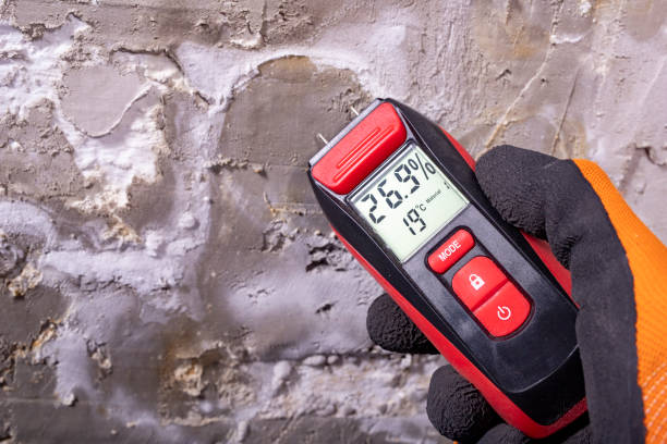 Best Fast Mold Removal  in El Segundo, CA