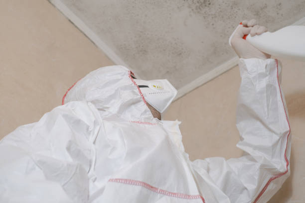 Best Residential Mold Removal  in El Segundo, CA