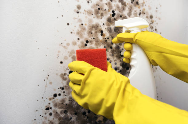 Best Attic Mold Removal  in El Segundo, CA