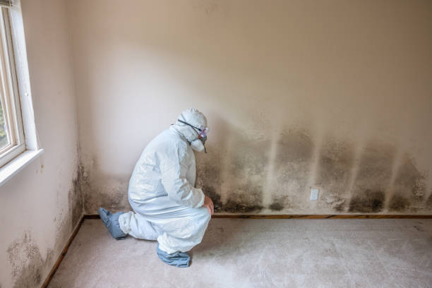 Mold Removal and Inspection in El Segundo, CA