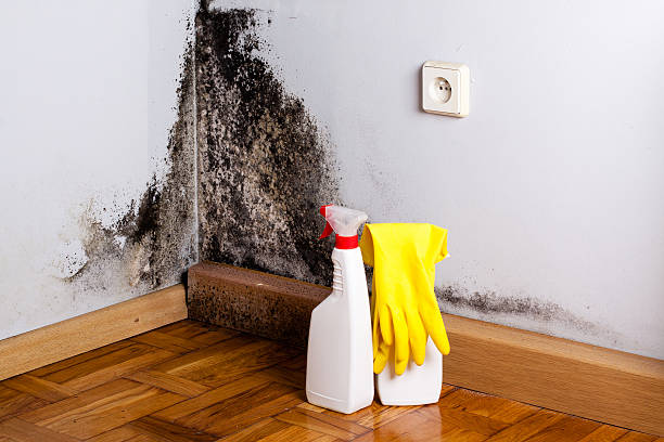 Best Same-Day Mold Removal  in El Segundo, CA