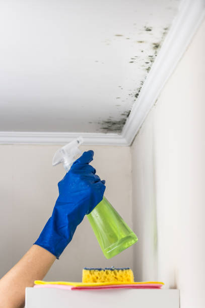 Best Mold Removal Specialists  in El Segundo, CA